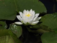 Water Lilies